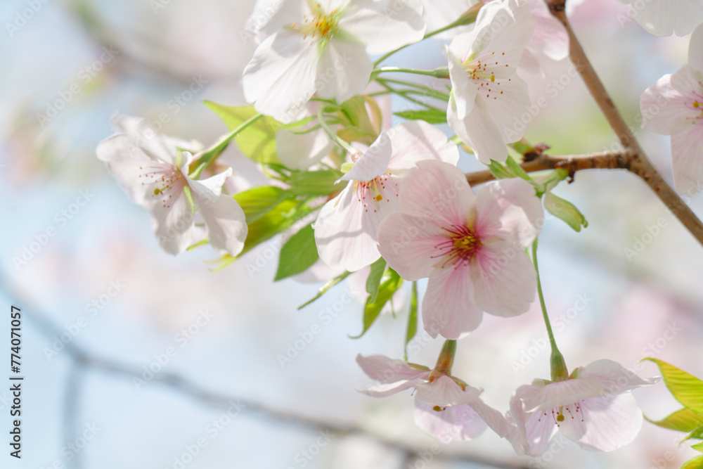 2024年4月の東京に咲いた桜の花