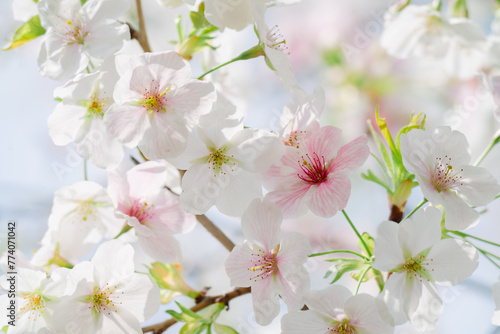2024年4月の東京に咲いた桜の花