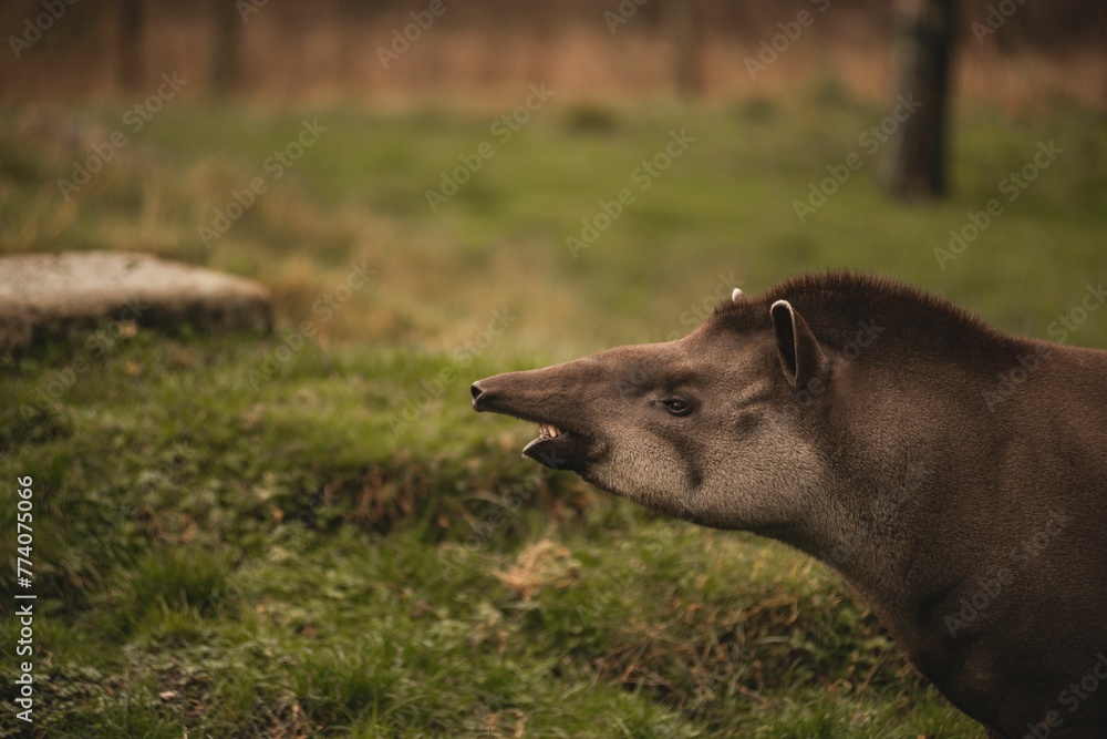 Side view portrait of a Brazilian tapir standing on a green grass at the zoo on with blur background Side view portrait of a Brazilian tapir standing on a green grass at the zoo on with blur background