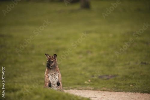 Red-necked bennett's wallaby standing in a green field with blur background