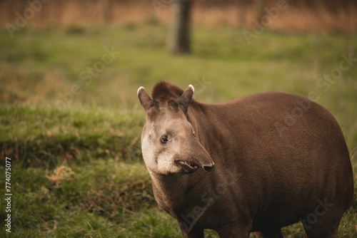 Amazonian tapir standing on green grass at the zoo with blur background
