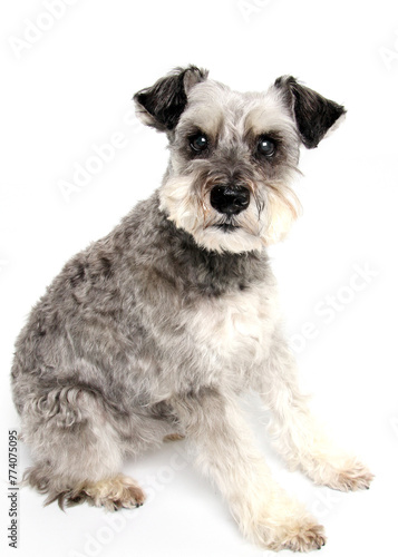 Schnauzer dog photographed in studio. 