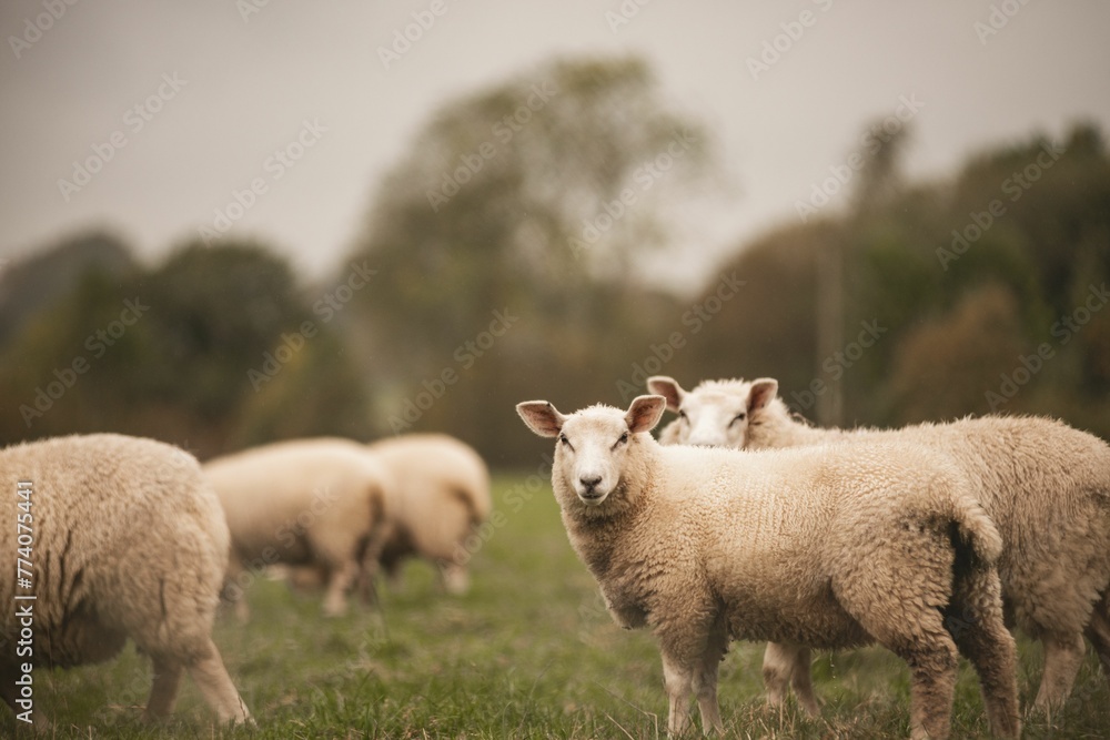 Obraz premium Group of Welsh Mountain sheep grazing in a field