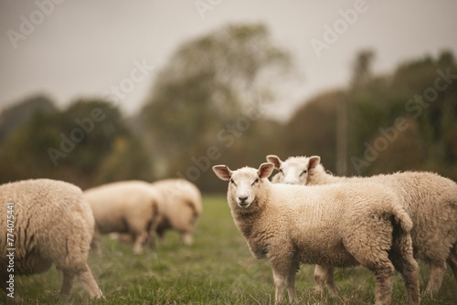 Group of Welsh Mountain sheep  grazing in a field photo