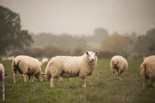 Group of Welsh Mountain sheep grazing in a field