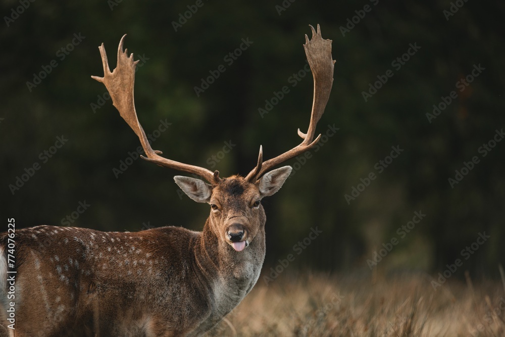 Selective focus of the red deer (Cervus elaphus) with horns standing in the field in the daytime Selective focus of the red deer (Cervus elaphus) with horns standing in the field in the daytime