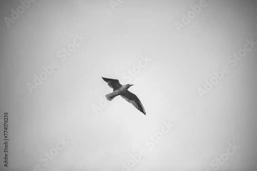 Seagull flying in sky in black and white