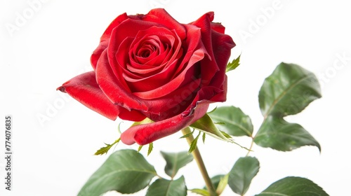 Background of a white rose with red petals