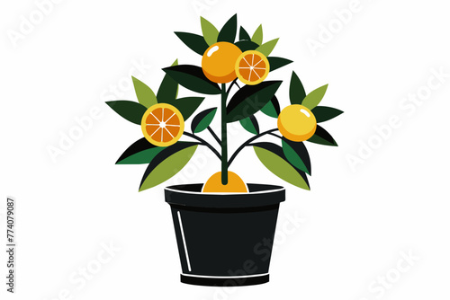 citrus plant in pot more leafs, fruits vector illustration 
