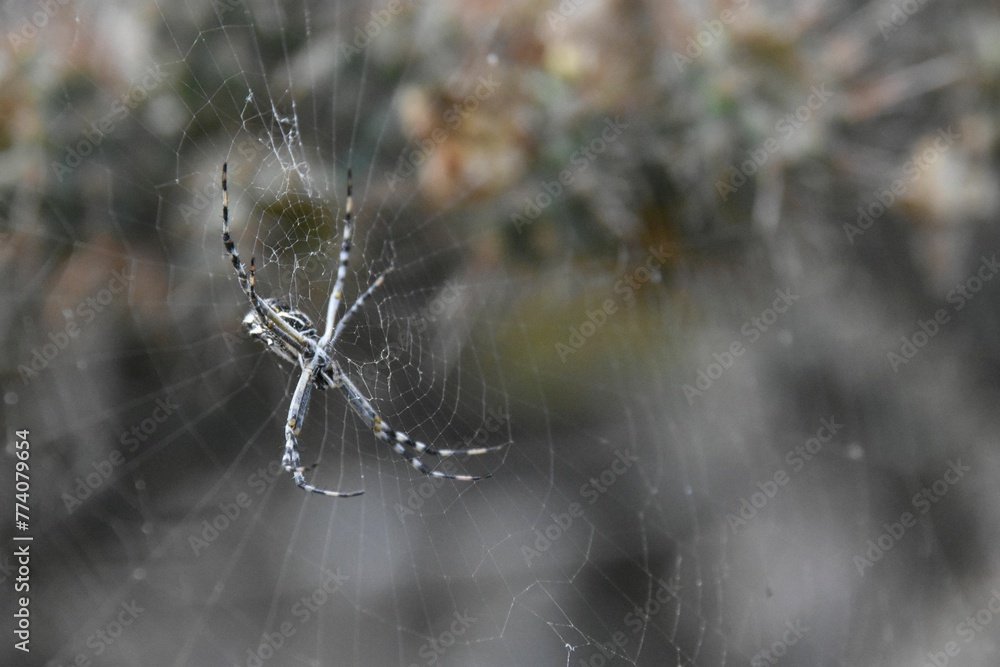 Closeup of a silver argiope spider on the web in a field with a blurry background Closeup of a silver argiope spider on the web in a field with a blurry background