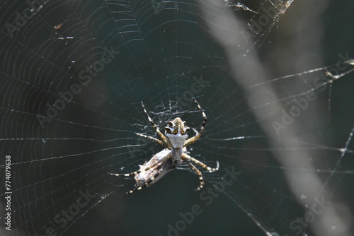 Closeup of a silver argiope spider on the web in a field with a blurry background