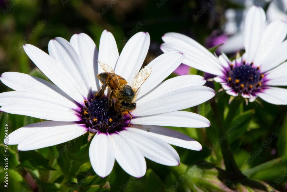 Closeup of a bee on an African daisy in a field under the sunlight with a blurry background Closeup of a bee on an African daisy in a field under the sunlight with a blurry background