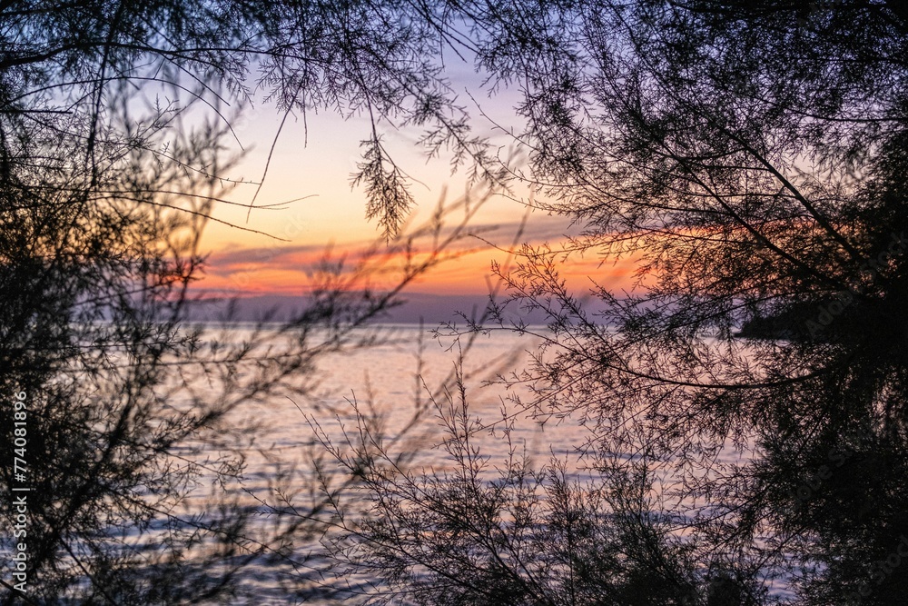 Beautiful scenery of the sunset through the tree branches at the sea Beautiful scenery of the sunset through the tree branches at the sea