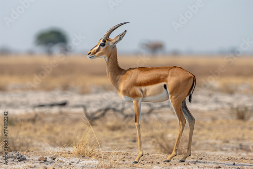 Photo of a gazelle in the savannah