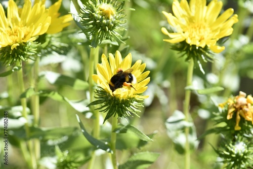 Closeup of a bumblebee pollinating a Curlycup gumweed growing in a garden on a sunny day photo