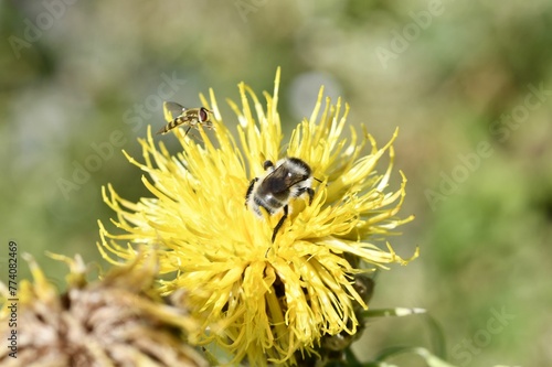 Closeup of a bumblebee pollinating a bighead knapweed growing in a garden on a sunny day photo