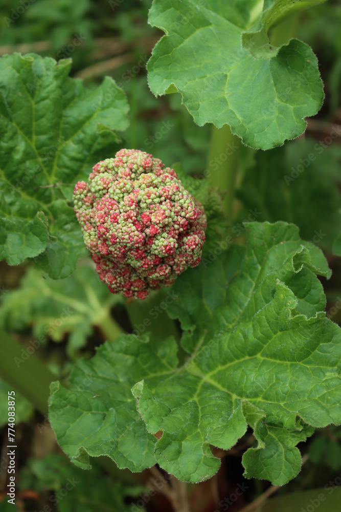 Close-up of Red Rhubarb plant with big blossom in the vegetable garden. Rheum rhabarbarum Close-up of Red Rhubarb plant with big blossom in the vegetable garden. Rheum rhabarbarum