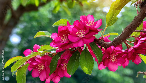 Chinese flowering crabapple (Malus cerasifera L.)  blooming on a tree branch. photo