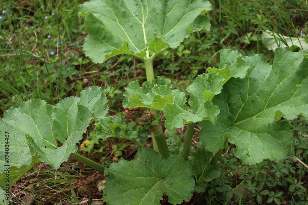 Red Rhubarb plant with blossoms in the vegetable garden. Rheum rhabarbarum Red Rhubarb plant with blossoms in the vegetable garden. Rheum rhabarbarum