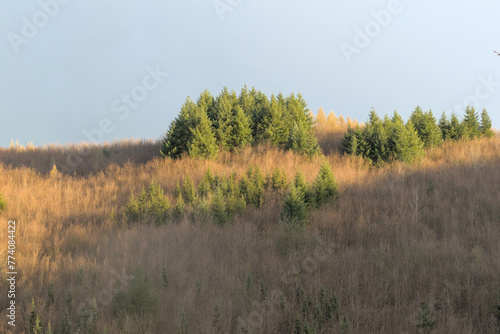 a hill with coniferous trees