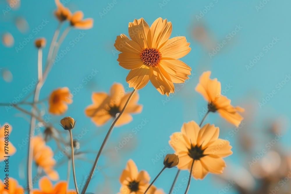 close up of yellow wild flowers on a blue sky background, spring vibe celebration close up of yellow wild flowers on a blue sky background, spring vibe celebration