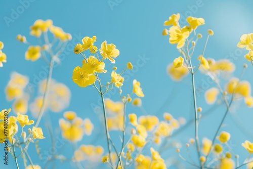 close up of yellow wild flowers on a blue sky background, spring vibe celebration