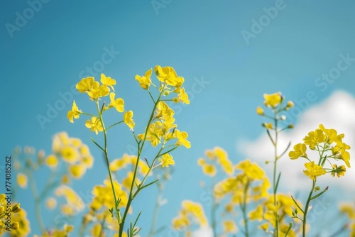 close up of yellow wild flowers on a blue sky background, spring vibe celebration