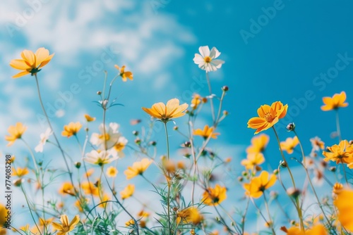 close up of yellow wild flowers on a blue sky background, spring vibe celebration © aledesun