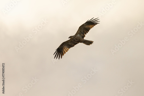Whistling Kite  Bird of Prey  scavenging for food along 75 mile beach on K   gari  Fraser Island   Queensland  Australia