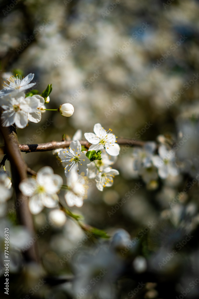 blossom in spring