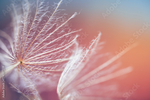 White dandelion close up on a pink blurred background. Macro image