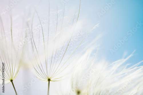 White dandelion in a forest against the blue sky. Abstract summer nature background