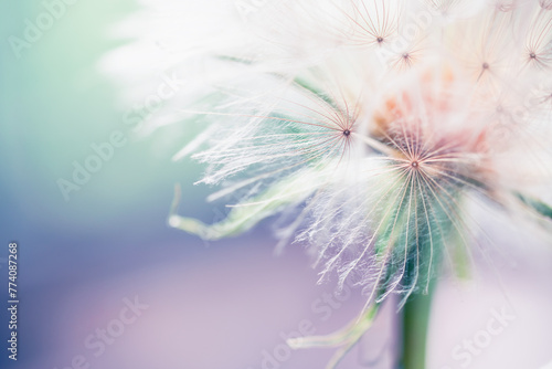 Big white dandelion close up in a summer forest. Abstract nature background
