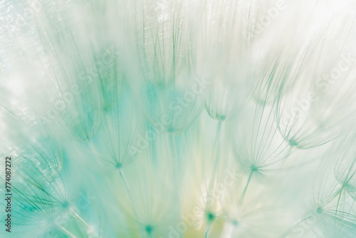 White dandelion in a green grass on a forest meadow. Macro image