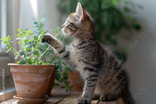 Cute tabby cat thinking about knocking over a plant.