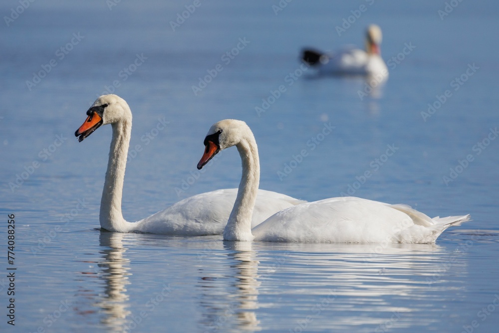 Graceful mute swans swimming on a beautiful lake with another swan seen on the blurred background Graceful mute swans swimming on a beautiful lake with another swan seen on the blurred background