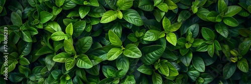 Green shrub hedge fresh green leaves , seamless texture