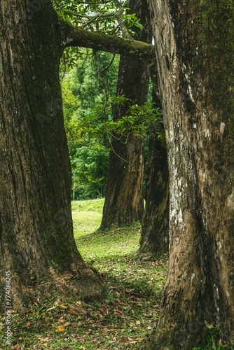 Vertical shot of a forest scenery in summer