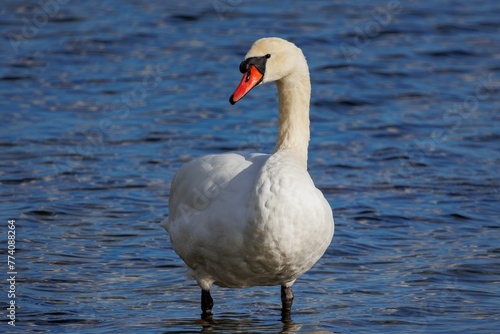 Closeup of a graceful mute swan standing in the shallow lake by the coastline