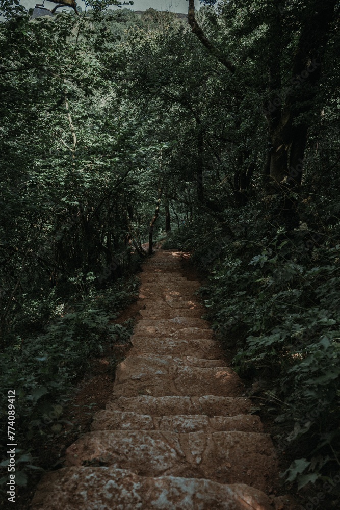 Vertical shot of a wooden walkway through a beautiful green forest Vertical shot of a wooden walkway through a beautiful green forest