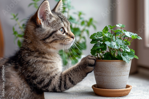 Cute tabby cat thinking about knocking over a plant.