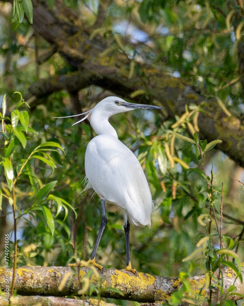Vertical shot of a great white egret perched on a wooden branch in a forest in sunlight Vertical shot of a great white egret perched on a wooden branch in a forest in sunlight