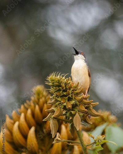 Vertical shot of a Tawny-flanked Prinia isolated on a blurred background photo