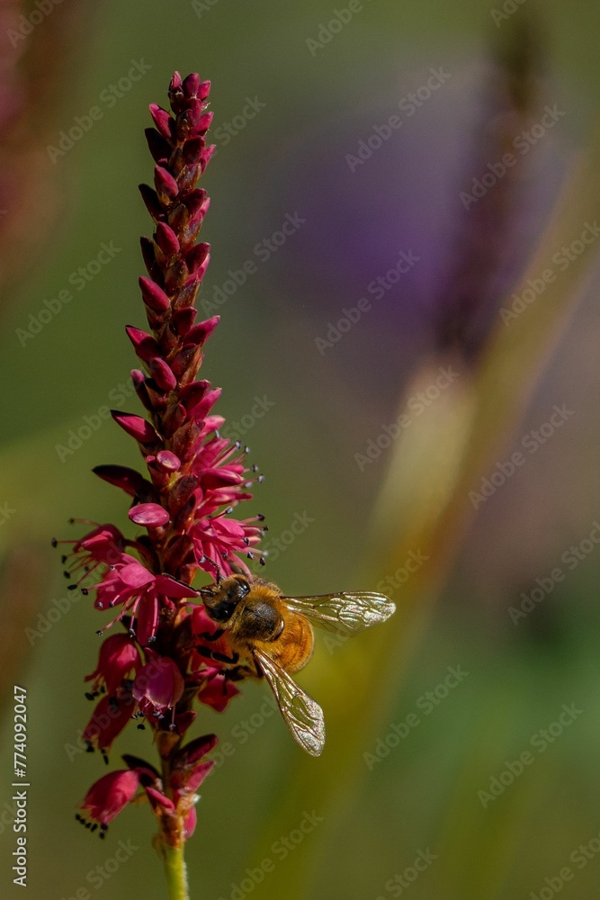 Vertical shot of a bee on a red bistort flower in a field under the sunlight - obrazy, fototapety, plakaty 