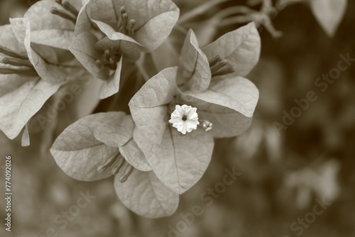 Closeup of great bougainvillea flowers against the blurred background photo