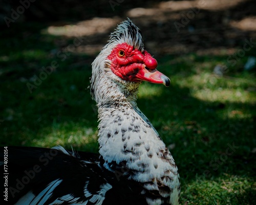 Closeup of a Domestic Muscovy duck in a field under the sunlight with a blurry background photo