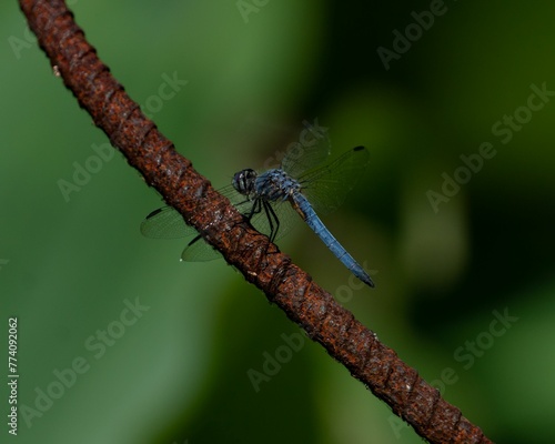 Closeup of a blue dasher perched on metal in a field with a blurry background