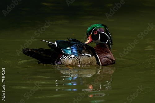 Closeup of a wood duck on a pond in the daylight with a blurry background