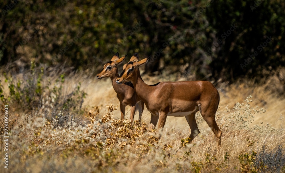 Mother deer with her calf resting in Safari on the blurred sunny background Mother deer with her calf resting in Safari on the blurred sunny background