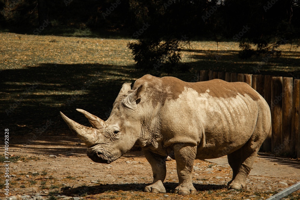 Image of a single standing rhinoceros in the zoo. Image of a single standing rhinoceros in the zoo.